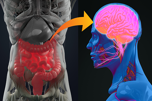 Gut-Brain Axis