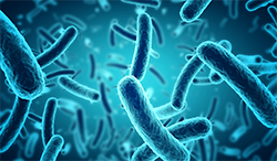 Probiotic Bacteria